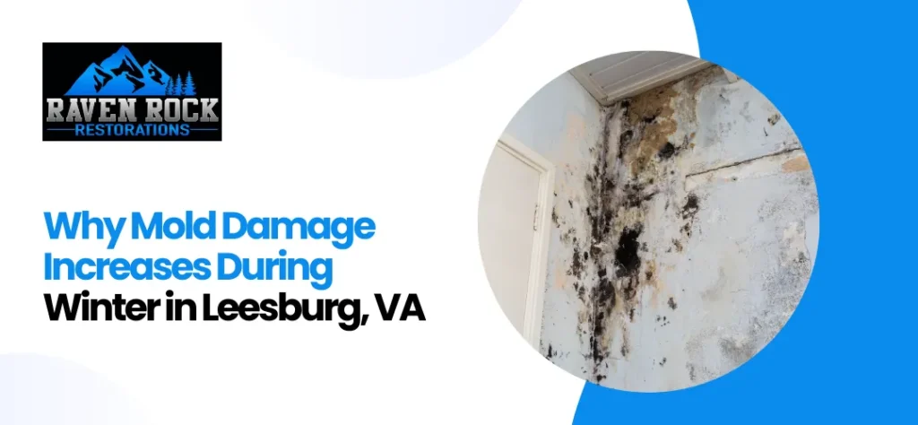 Mold Damage Restoration
