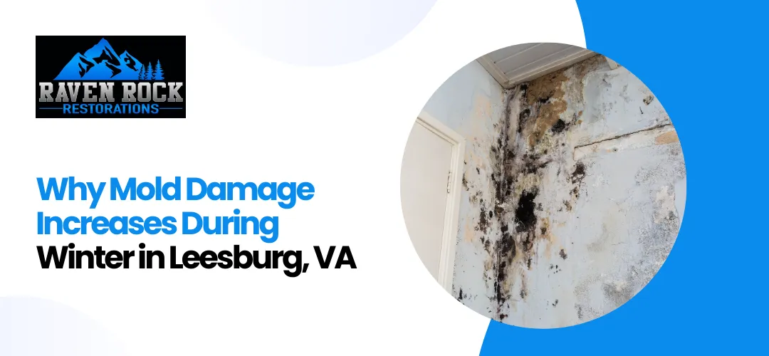 Mold Damage Restoration