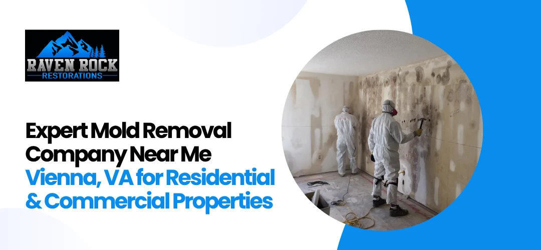 Mold Removal Company Near Me