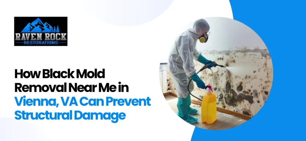 Black Mold Removal Near Me in Vienna, LA