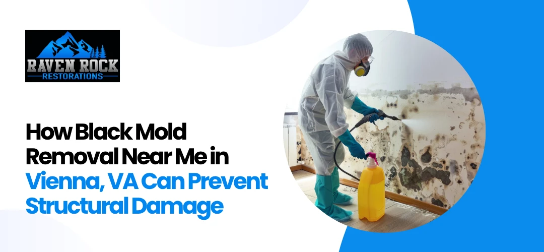 Black Mold Removal Near Me in Vienna, LA