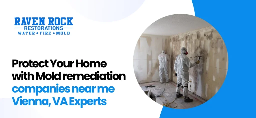 Mold remediation companies near me Vienna, VA