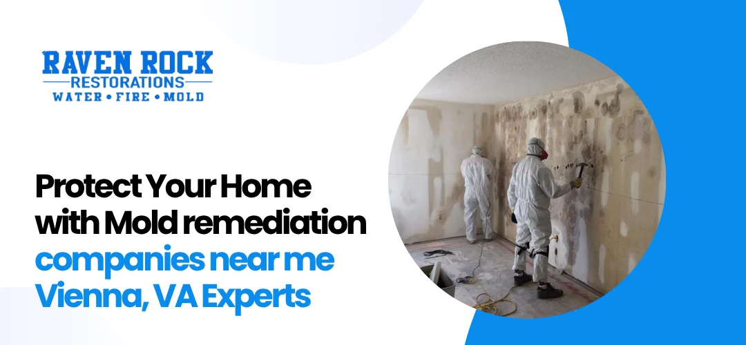 Mold remediation companies near me Vienna, VA
