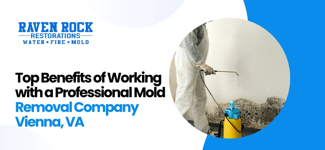 Mold Removal Company Vienna, VA