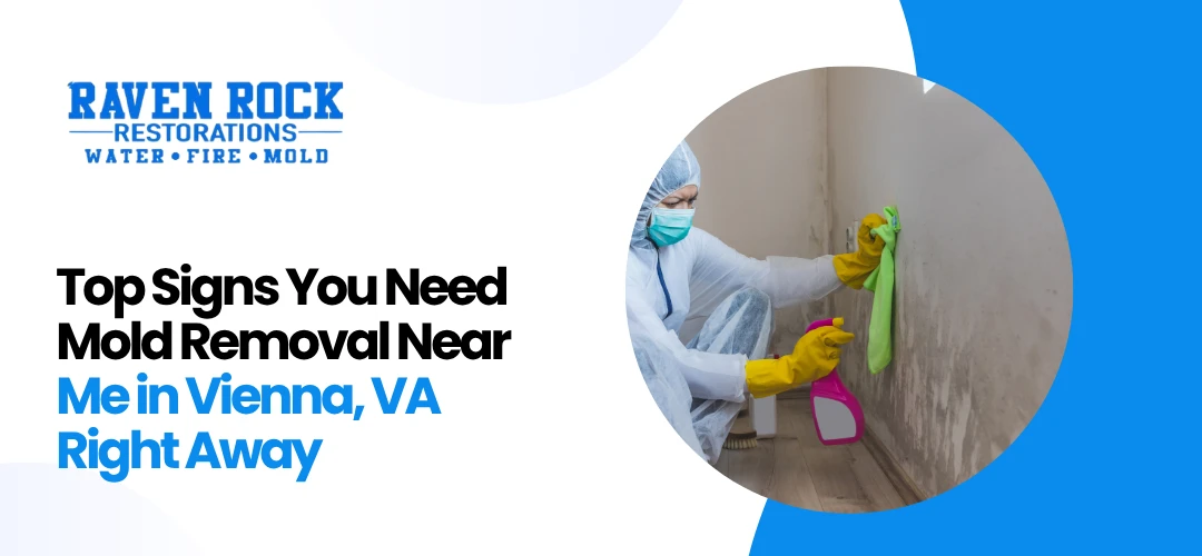 Mold Removal Near Me in Vienna, VA