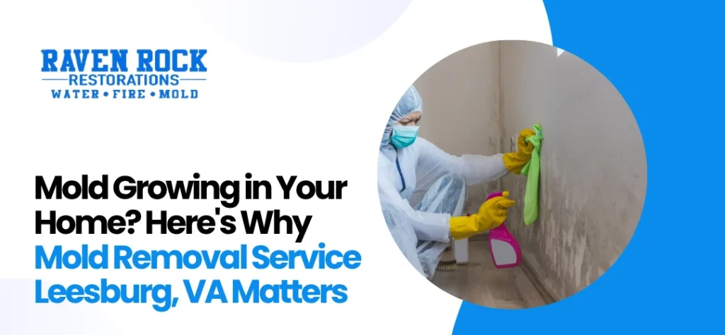 Mold Removal Service Leesburg, VA