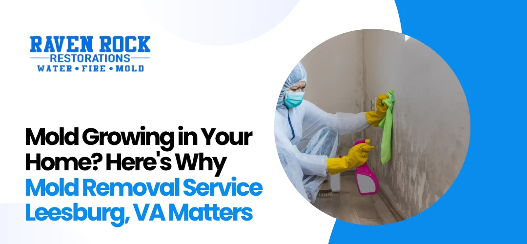 Mold Removal Service Leesburg, VA