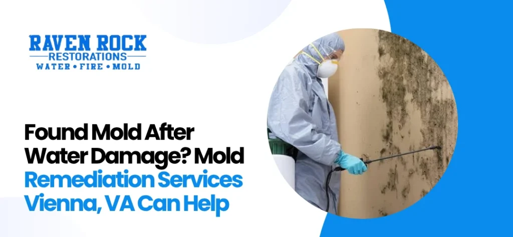 Mold Remediation Services Vienna, VA
